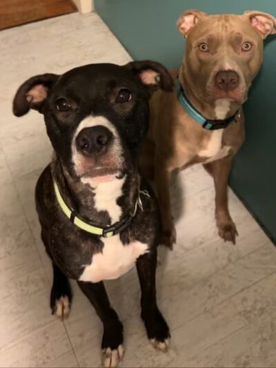 Fetch A Friend Rescue - Seneca Falls, NY