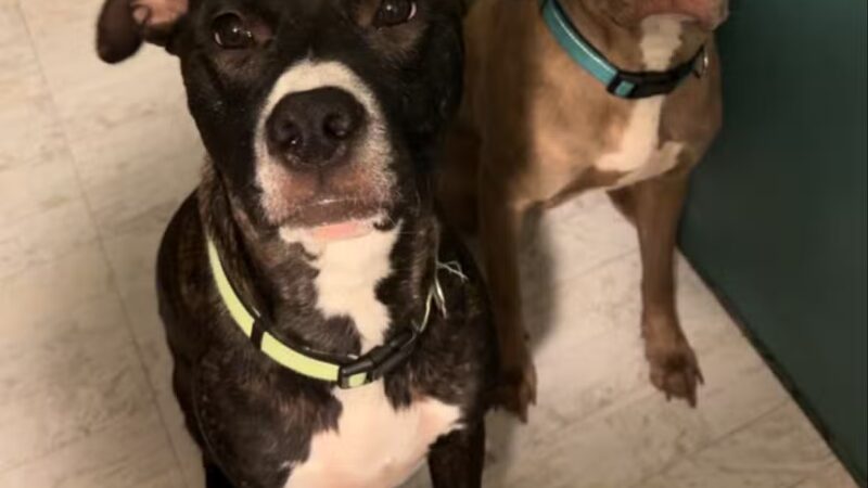Fetch A Friend Rescue - Seneca Falls, NY