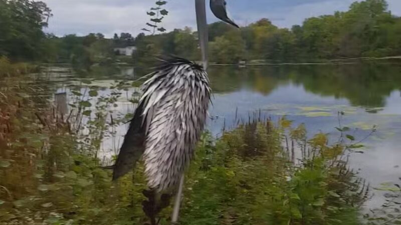Ludovico Sculpture Trail - Seneca Falls, NY