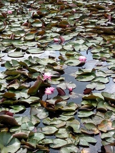 Morrison Park - Seneca, PA