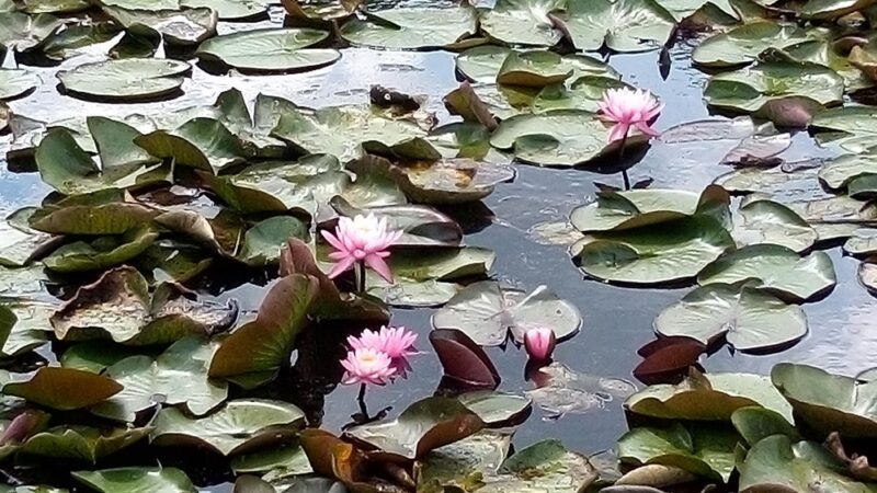 Morrison Park - Seneca, PA