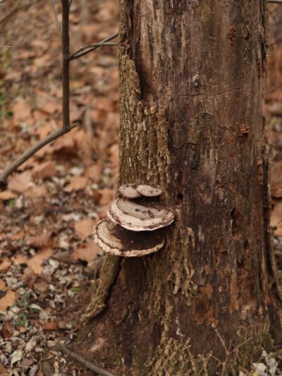 Blackberry Nature Trail - Sesser, IL