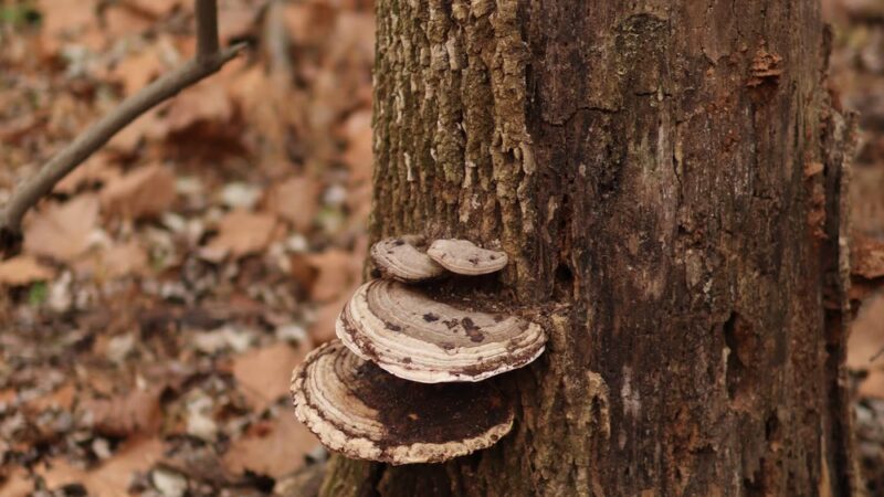 Blackberry Nature Trail - Sesser, IL