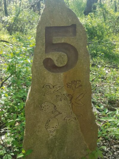 Blackberry Nature Trail - Sesser, IL