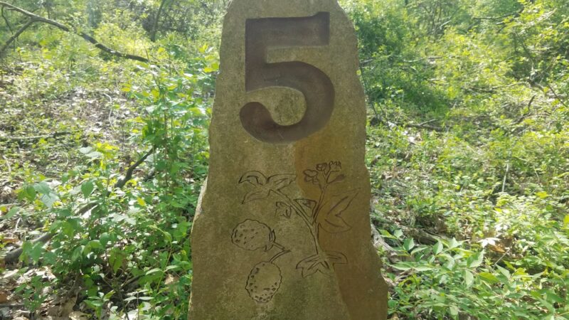 Blackberry Nature Trail - Sesser, IL