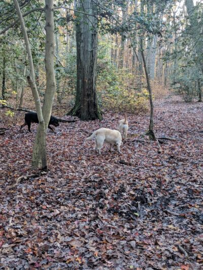 Ceres Back Lot - Sewell, NJ