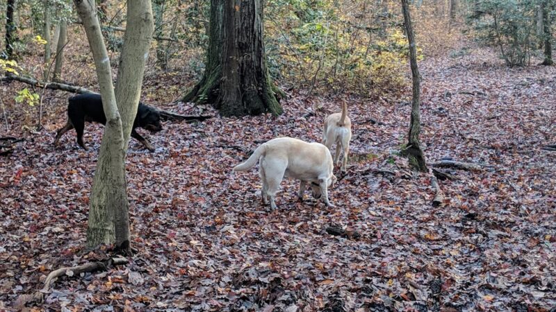 Ceres Back Lot - Sewell, NJ