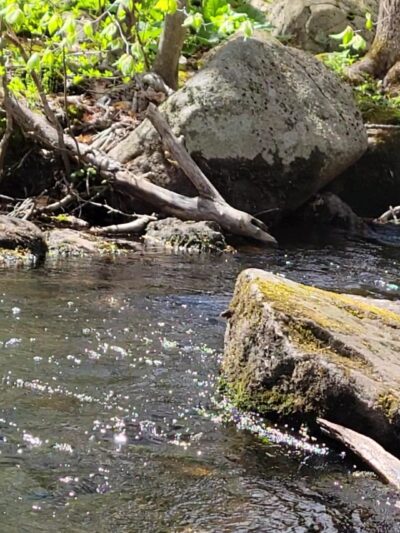 Massapoag Trail - Sharon, MA