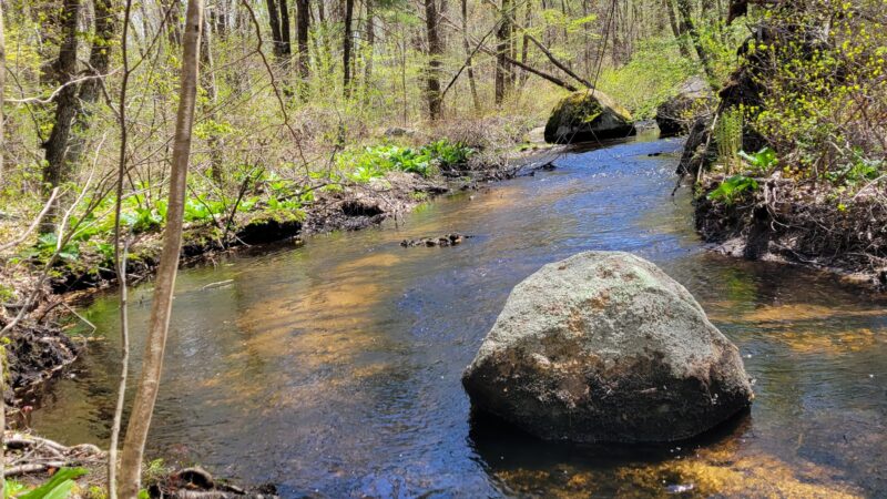 Massapoag Trail - Sharon, MA