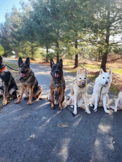 Taylor'd Dog Services LLC - Sharon, PA