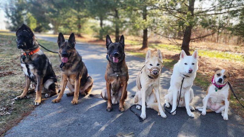 Taylor'd Dog Services LLC - Sharon, PA