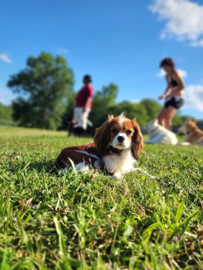 Taylor'd Dog Services LLC - Sharon, PA