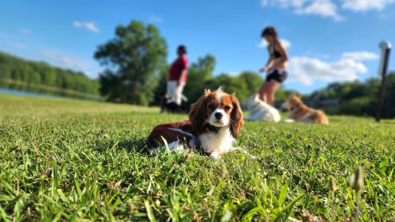 Taylor'd Dog Services LLC - Sharon, PA