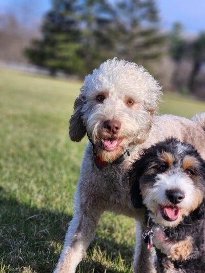 Taylor'd Dog Services LLC - Sharon, PA