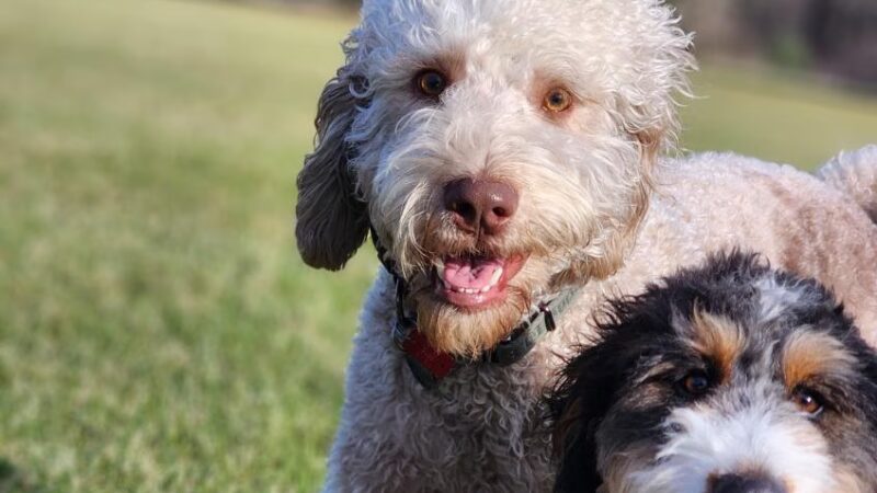 Taylor'd Dog Services LLC - Sharon, PA