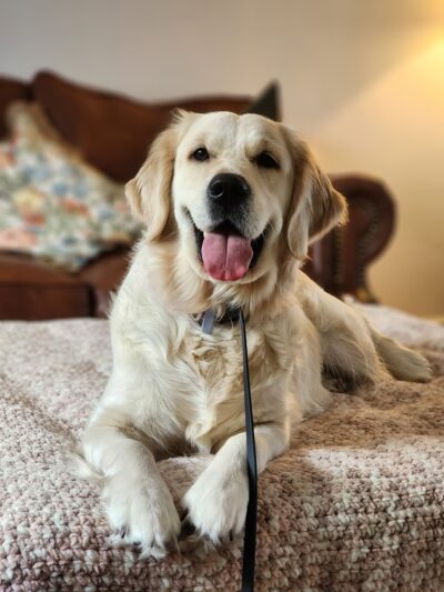 Taylor'd Dog Services LLC - Sharon, PA