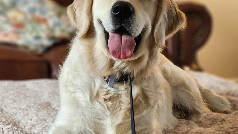 Taylor'd Dog Services LLC - Sharon, PA