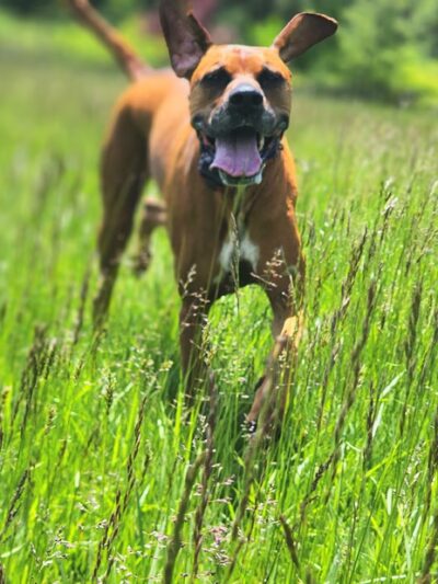 Taylor'd Dog Services LLC - Sharon, PA