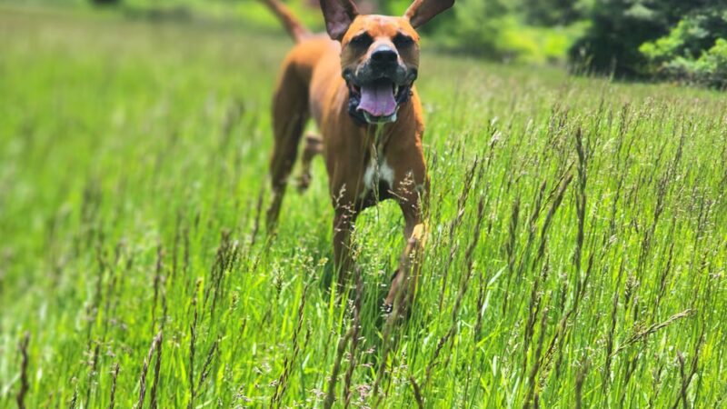 Taylor'd Dog Services LLC - Sharon, PA