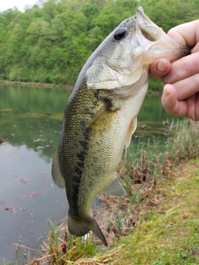 Rockhouse Lake Park - Sharples, WV