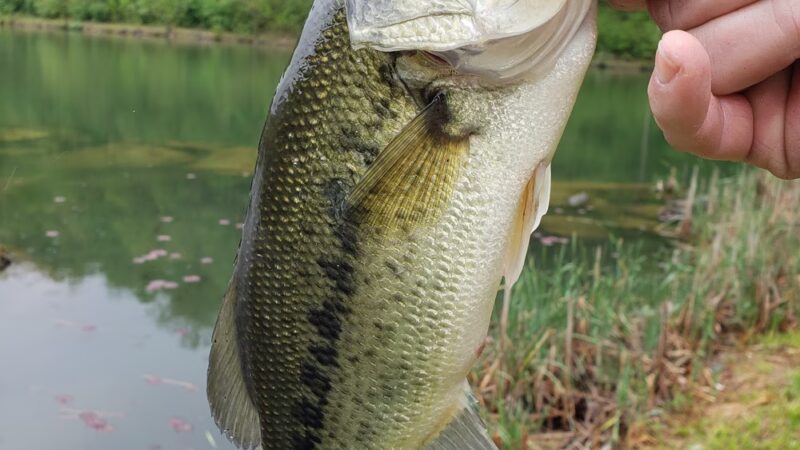 Rockhouse Lake Park - Sharples, WV