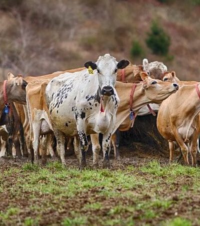 The Lands at Hillside Farms - Shavertown, PA