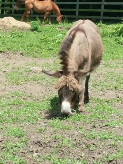 The Lands at Hillside Farms - Shavertown, PA
