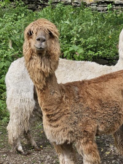 The Lands at Hillside Farms - Shavertown, PA