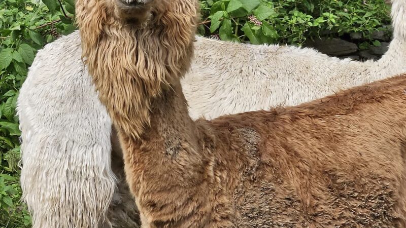 The Lands at Hillside Farms - Shavertown, PA