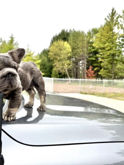 Sheboygan Falls dog park - Sheboygan Falls, WI