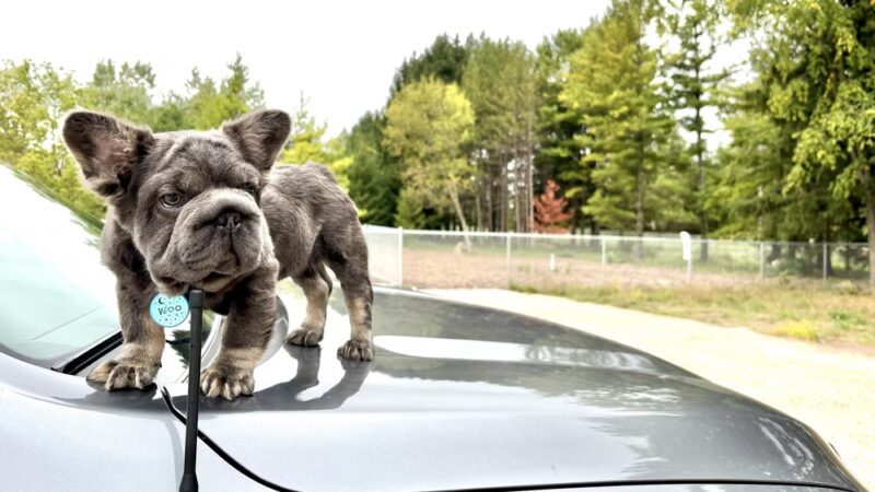 Sheboygan Falls dog park - Sheboygan Falls, WI