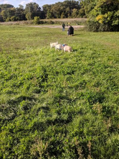 Sheboygan Dog Park - Sheboygan, WI