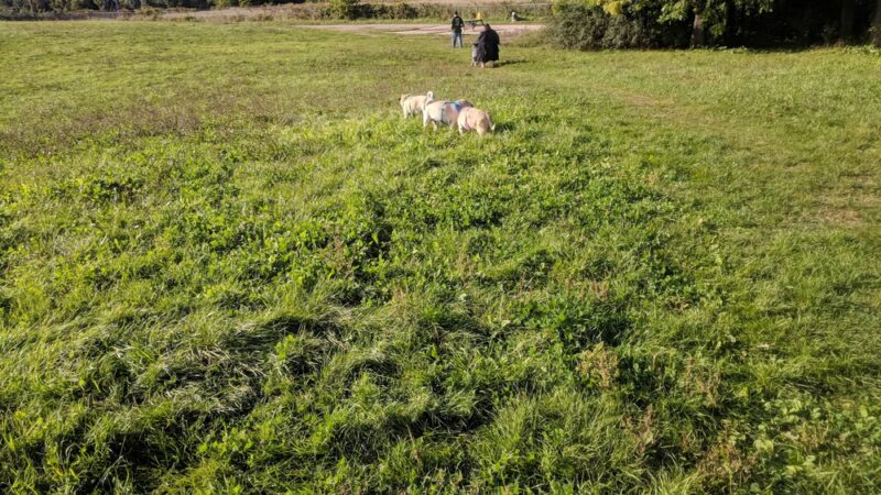 Sheboygan Dog Park - Sheboygan, WI
