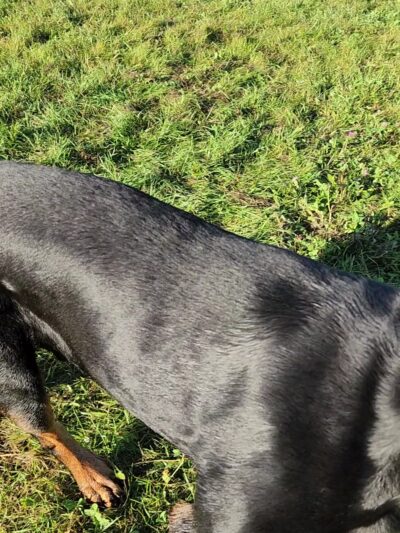 Sheboygan Dog Park - Sheboygan, WI