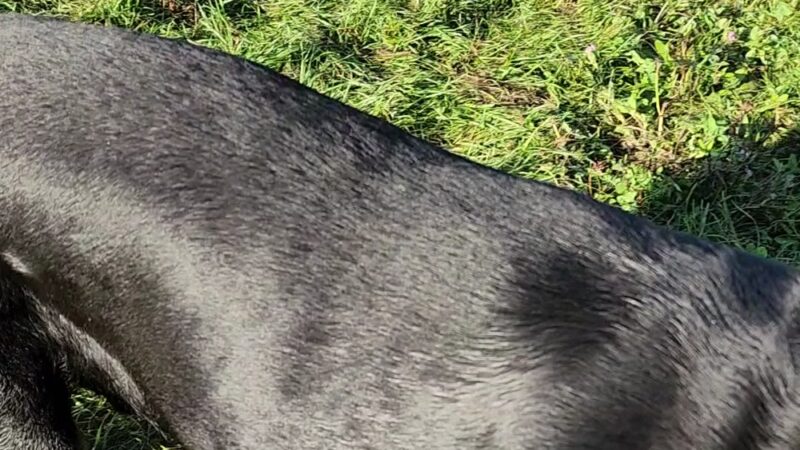 Sheboygan Dog Park - Sheboygan, WI