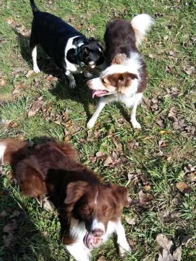 Sheboygan Dog Park - Sheboygan, WI