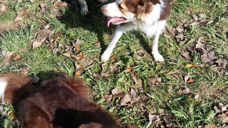 Sheboygan Dog Park - Sheboygan, WI