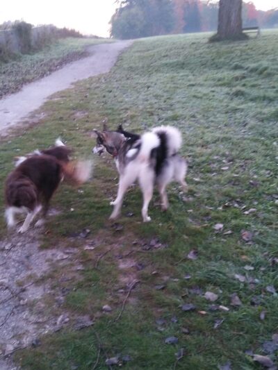 Sheboygan Dog Park - Sheboygan, WI