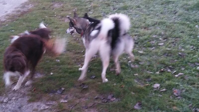 Sheboygan Dog Park - Sheboygan, WI