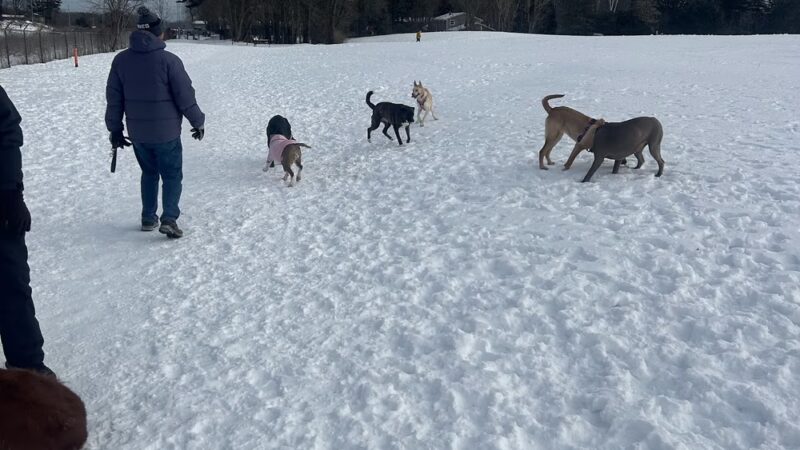 Sheboygan Dog Park - Sheboygan, WI