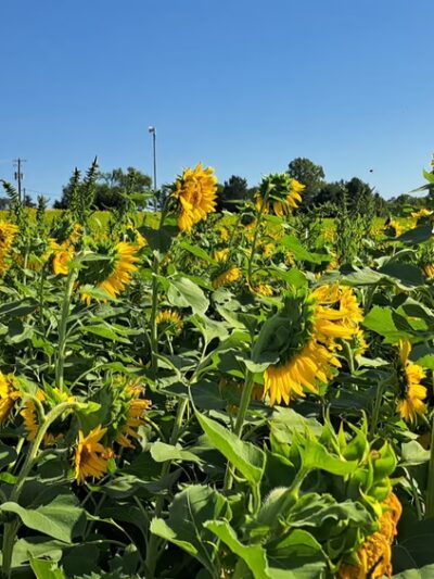 Blue River Memorial Park - Shelbyville, IN