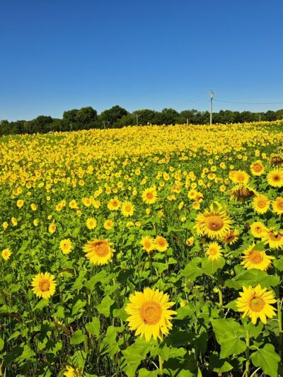 Blue River Memorial Park - Shelbyville, IN