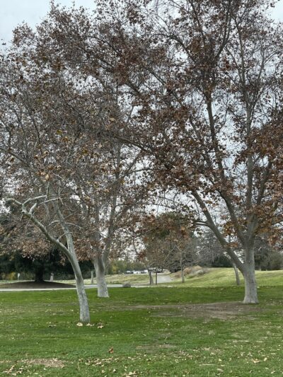 Amphitheater - Sherman Oaks, CA