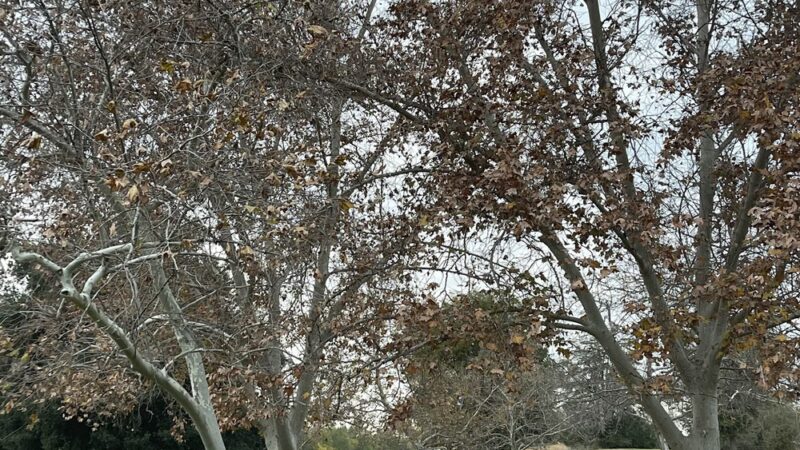 Amphitheater - Sherman Oaks, CA