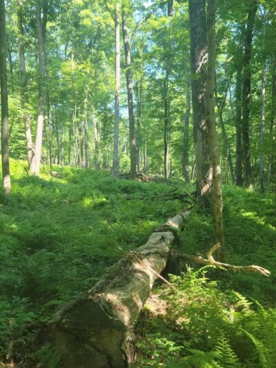 North Country Trail Trailhead - Shippenville, PA