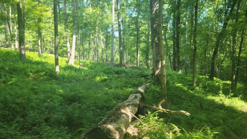 North Country Trail Trailhead - Shippenville, PA