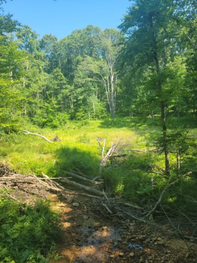 North Country Trail Trailhead - Shippenville, PA
