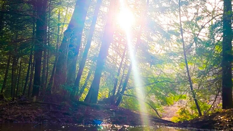 North Country Trail Trailhead - Shippenville, PA