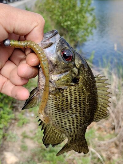 Gauch Park - Shrewsbury, MA