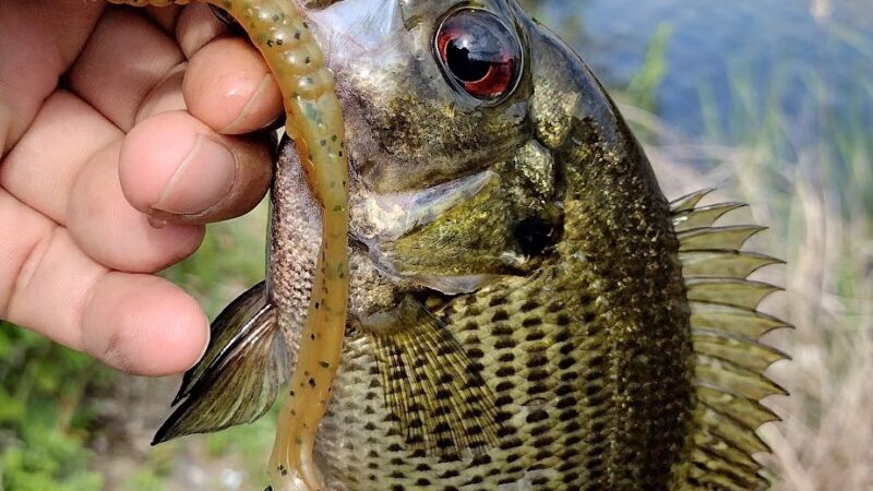 Gauch Park - Shrewsbury, MA